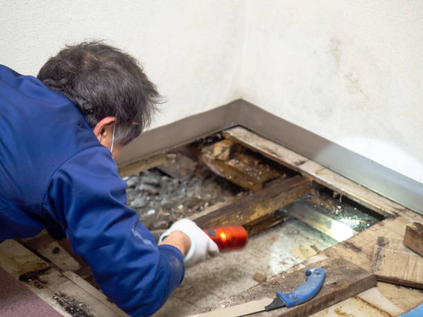 Office Mold Removal Services in Old Stine, CA