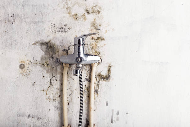 Professional Mold Removal in Old Stine, CA