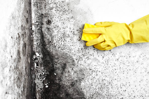 Best Same-Day Mold Removal  in Old Stine, CA