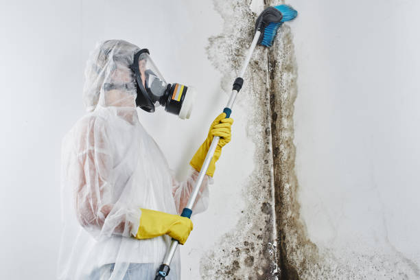 Best Professional Mold Removal  in Old Stine, CA