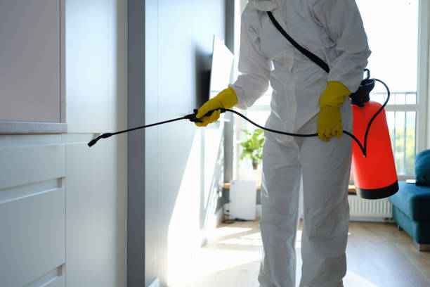 Best Attic Mold Removal  in Old Stine, CA