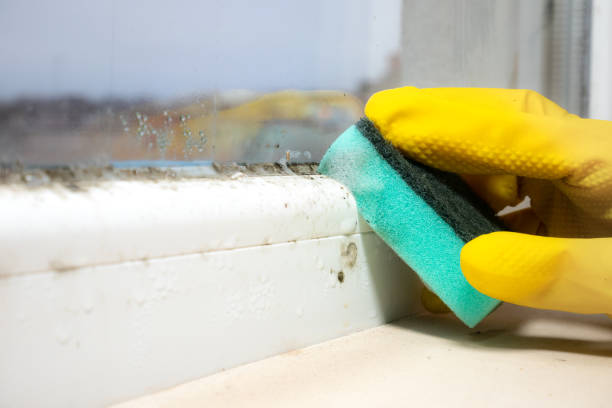 Best Emergency Mold Removal  in Old Stine, CA
