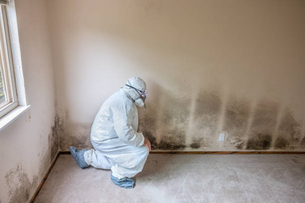 Best Local Mold Removal Service  in Old Stine, CA