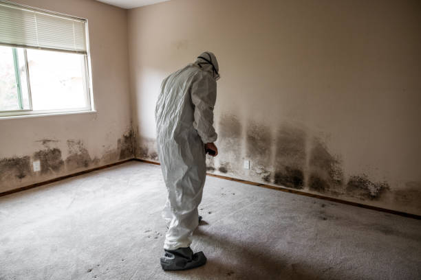 Best Mold Remediation Experts  in Old Stine, CA