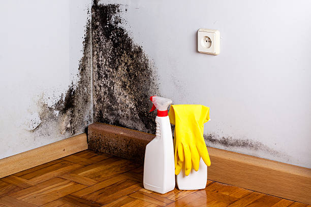 Best Emergency Mold Removal  in Old Stine, CA