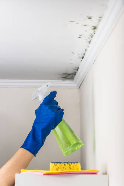 Best Same-Day Mold Removal  in Old Stine, CA