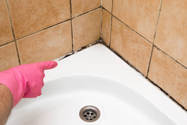 Best Toxic Mold Removal  in Old Stine, CA