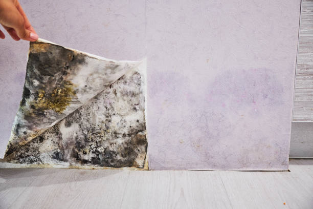 Best Local Mold Removal Service  in Old Stine, CA